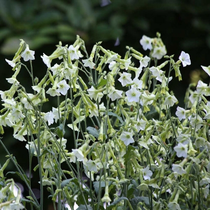 Picture of Nicotiana Hybrida - Starlight Dancer